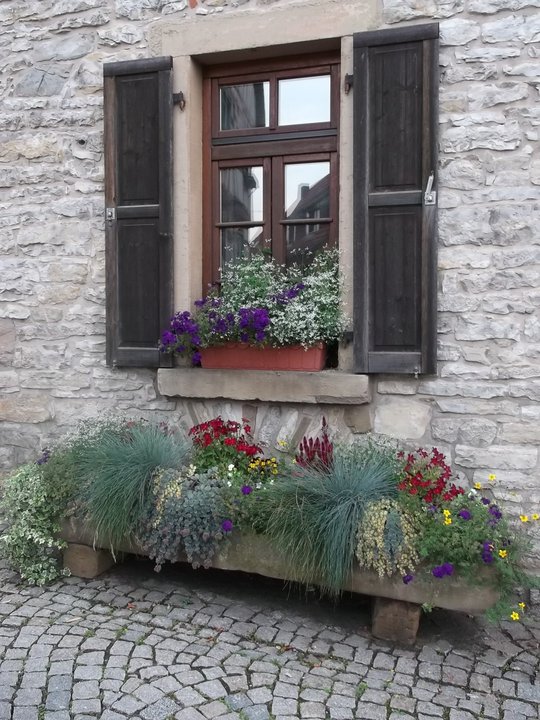 windows and flowers grey